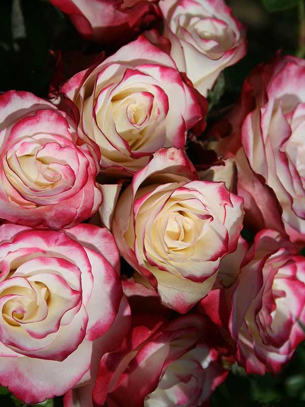 Роза Свитнес