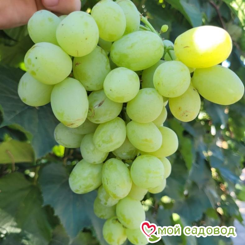 Виноград Лора