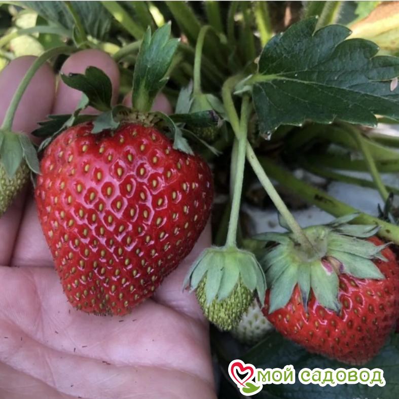 Клубника Мальвина (поздний сорт)