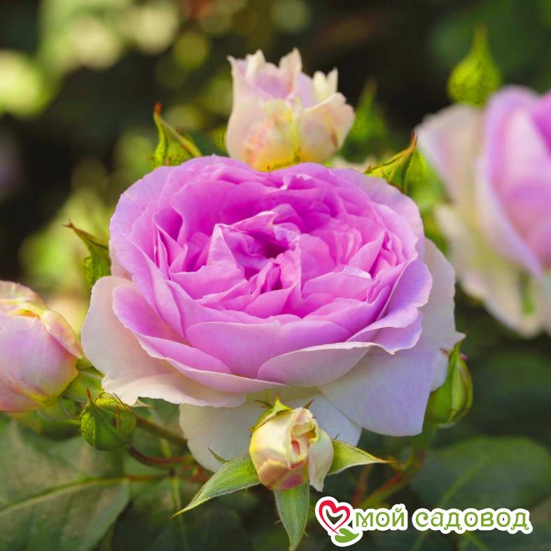 Роза Сапфир