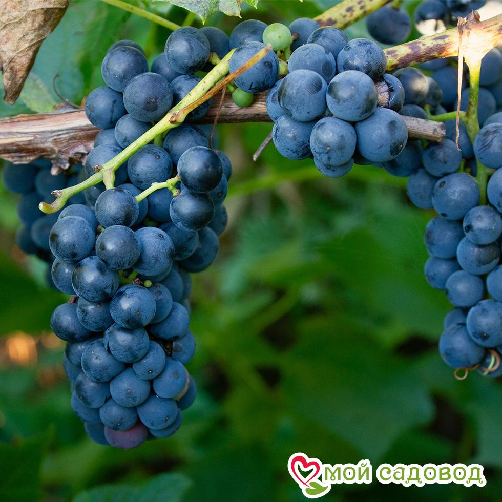 Тройная выгода винограда! (морозоустойчивый)