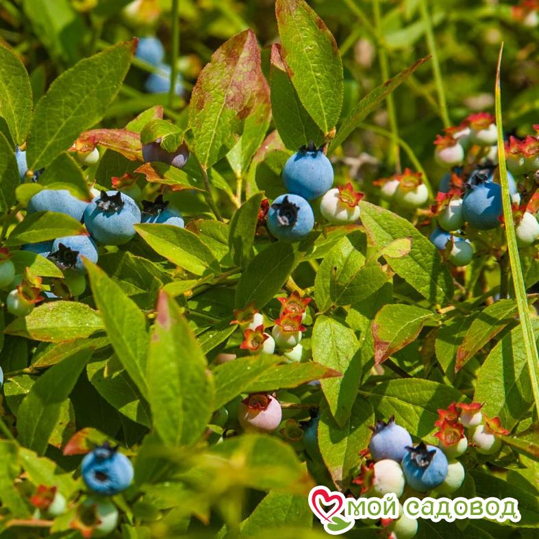 Голубика Торо