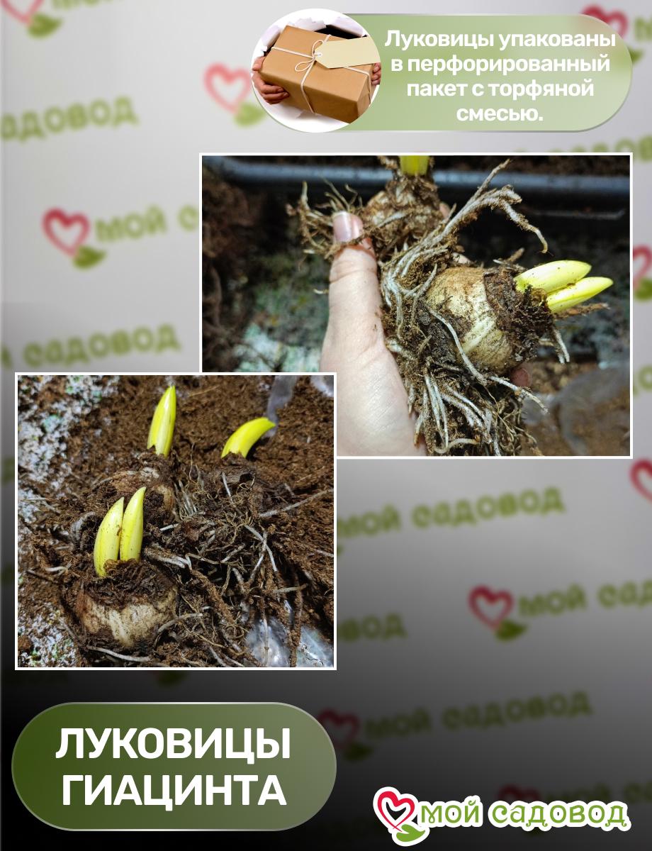 Гиацинт Вельвет Колор